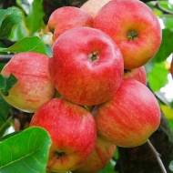 Саженец Яблоня Топаз в контейнере